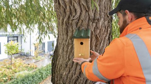 Een collega van de bomenploeg plaatst een vogelhuisje